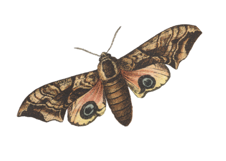 moth
