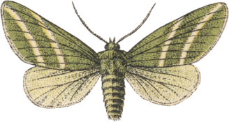 moth