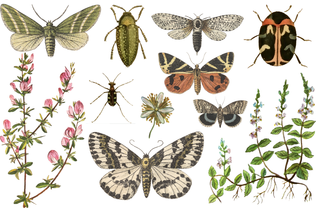 scientific bug poster